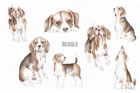 Beagle Dogs Hand Drawn Clipart Png Graphic by Architekt_AT · Creative Fabrica