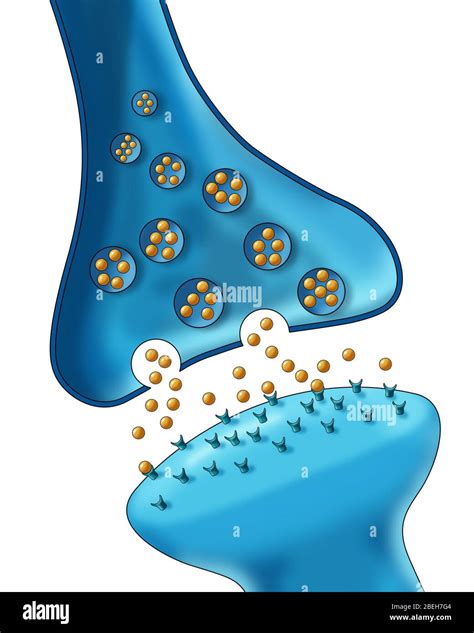 Neuron Diagram Labeled Synapse