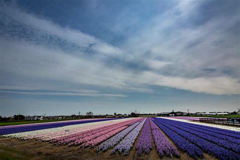 Flower fields near Keukenhof - Photoshoots & Photography