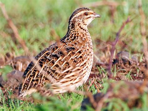 Rain Quail - eBird