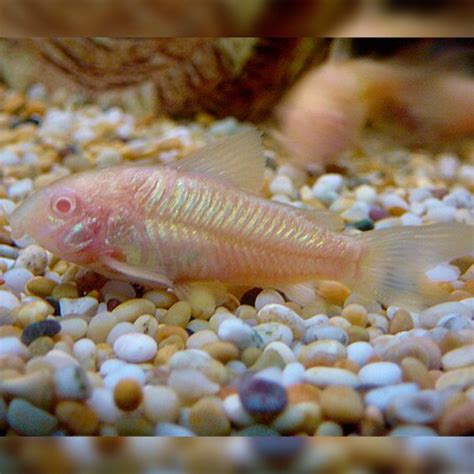 Albino Corydoras - Lee Valley Aquatics