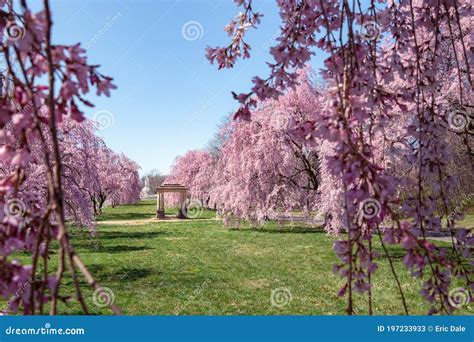 Beautiful Pink Cherry Blossoms with Trees in Full Bloom and No People ...