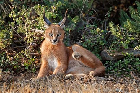 Trophy Hunting the Caracal in South Africa - ASH Adventures