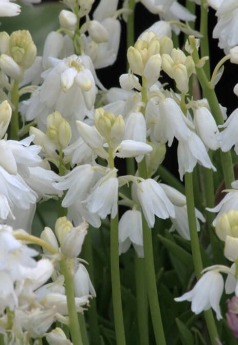 White Spanish Bluebells - Wooden Shoe Tulip Farm