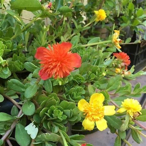 29 Different Types of Portulaca Varieties | Balcony Garden Web