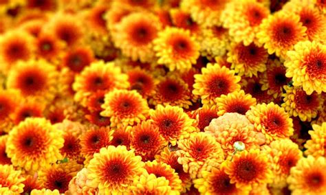 Autumn Flower Wallpapers - Wallpaper Cave