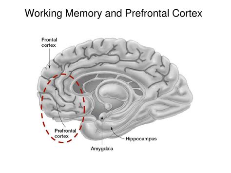 PPT - Memory III Working Memory & Brain PowerPoint Presentation - ID:386691