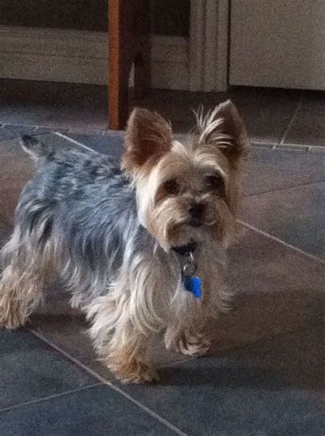 Cute male yorkie haircut | Yorkie dogs, Yorkie haircuts, Yorkshire ...