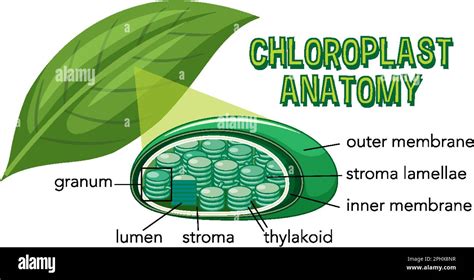 Diagram of Chloroplast Anatomy for Biology and Life Science Education illustration Stock Vector ...