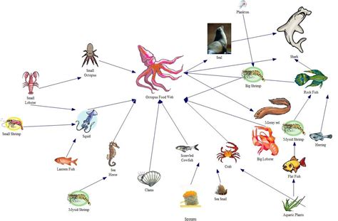 Food web, Web animal, Food chain worksheet