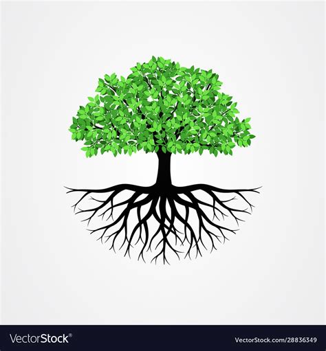 Tree with roots Royalty Free Vector Image - VectorStock