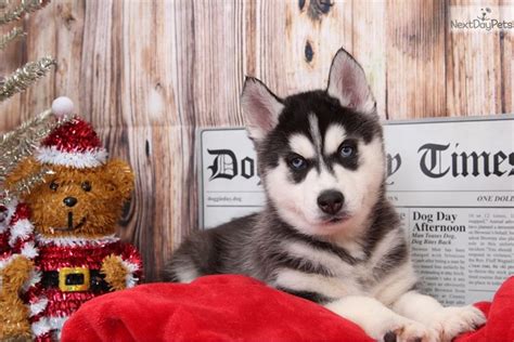 Balto: Siberian Husky puppy for sale near Baltimore, Maryland. | e3b0d59c-6441