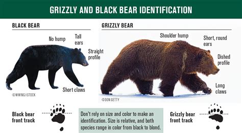 Grizzly Bear Size Chart