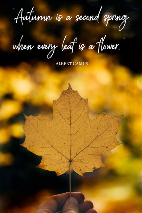 40 Inspirational Leaf Quotes for nature lovers — Walk My World