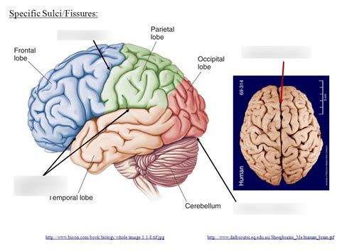 Brain Fissures Diagram | Quizlet