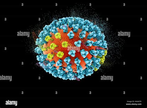 Human bird flu hi-res stock photography and images - Alamy