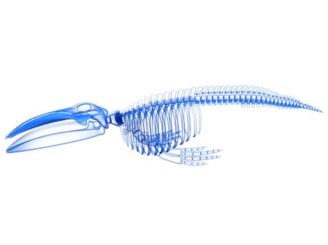 Blue Whale Skeleton Anatomy 3d Rendering Stock Photo - Download Image Now - Animal, Animal Fin ...