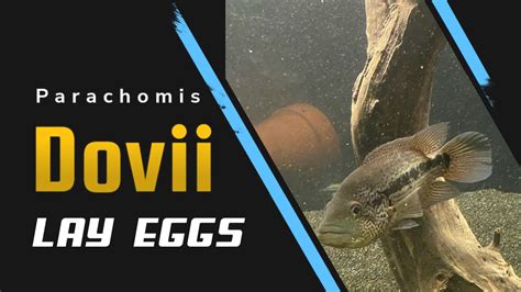 Parachromis Dovii Wolf Cichlid's on Eggs#cichlids #predatorfish #breeding - YouTube