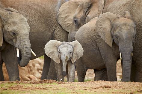 Beautiful Stock Photos of Baby Elephants in South Africa