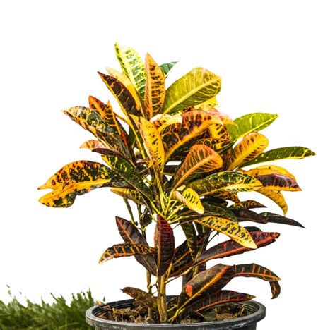 Croton Plant Care: An Ultimate Guide | Ambius US