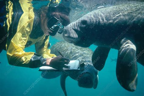 Marine Biologist with Manatees - Stock Image - C009/4231 - Science Photo Library