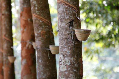 Oops There Goes Another Rubber Tree Plant: the History of Natural Rubber - Industrial Outpost ...