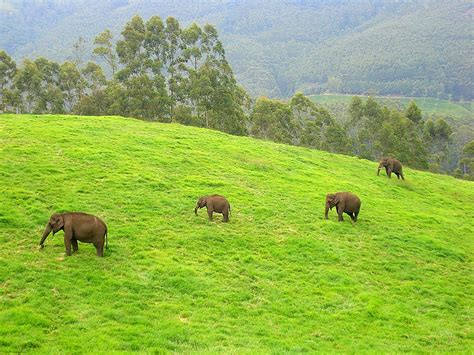 Places to visit on one day trip to Munnar : Namaste! | Gozo cabs journey across India