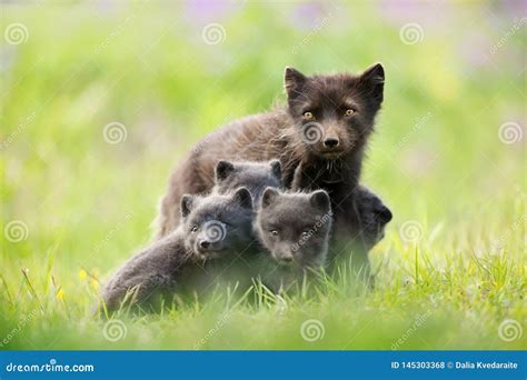 Close Up of Arctic Fox with Cubs in Summer Stock Photo - Image of ...