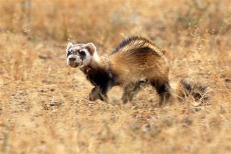 Steppe polecat - Description, Behaviour, Diet, Reproduction and Growth ...