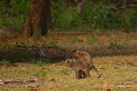 Crab-eating Macaque – ALEPHROCCO