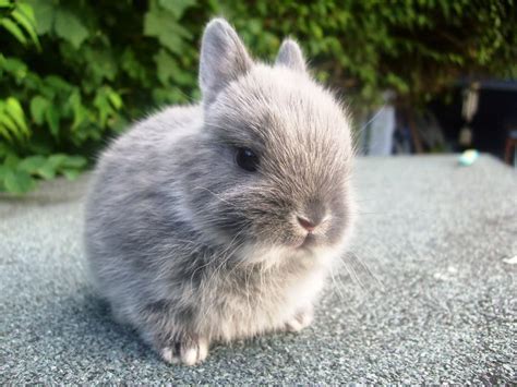 Mengenal Kelinci Netherland Dwarf Lebih Dekat Kecil nan Lucu