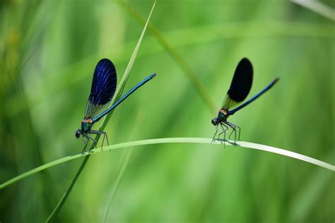 Blue Green and Black Dragonfly on Green Grass · Free Stock Photo