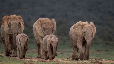 Astounding Wildlife Photography in Africa by Rudi van Aarde