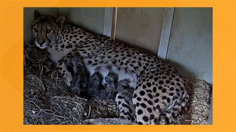 Baby cheetah cubs born at National Zoo | wusa9.com