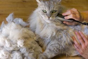 Why Shaving Your Cat at Home Isn’t Safe & What to Do Instead | LoveToKnow Pets