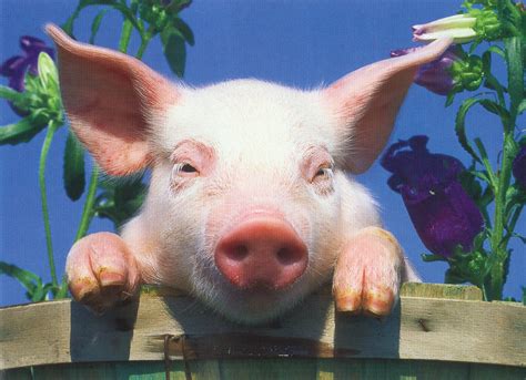 Pink Baby Pig Postcard | "Life-mask of genius." ~Robert Hutc… | Flickr