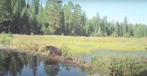 Compilation Of Wildlife Crossing A Beaver Dam Over 8 Month Period - borninspace