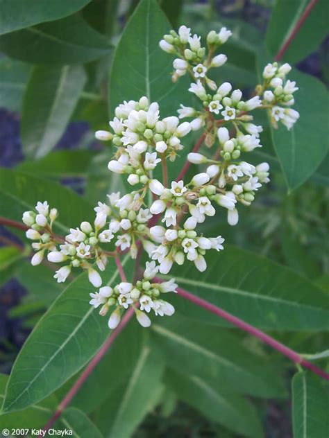 Apocynum cannabinum (Indian Hemp): Minnesota Wildflowers