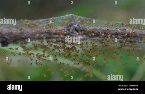 Spider macro reproduction Stock Videos & Footage - HD and 4K Video Clips - Alamy