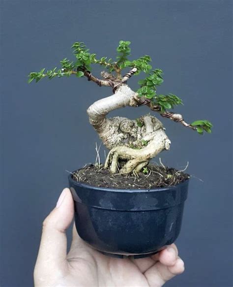 Different types of indoor bonsai trees – Artofit