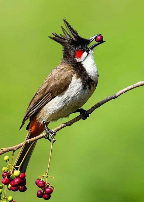 39 Bird ideas | bird, bulbul, beautiful birds