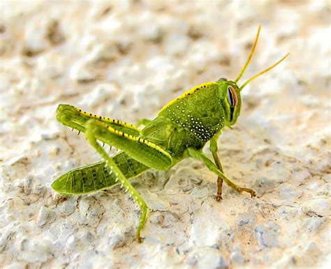 Green Grasshopper on the ground Macro image - Free stock photo - Public Domain photo - CC0 Images