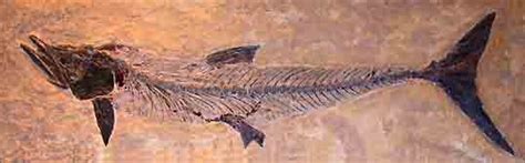 The Devonian Period: The Age of Fish Yes But also Life Moves onto Land