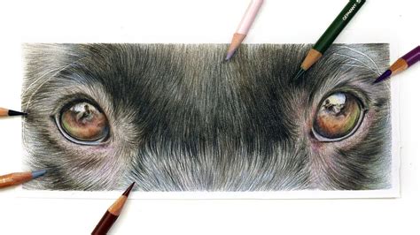 How To Draw Dog's Eyes with Coloured Pencil | Drawing Tutorial ...