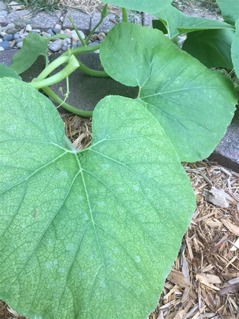 What’s wrong with my pumpkin plant? Is there a way to fix it? : r/gardening