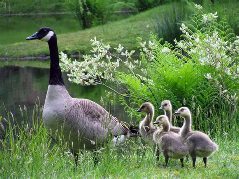 Help keep ducklings and goslings safe this spring