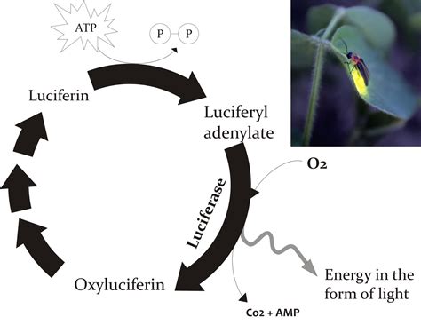 nost: Firefly Bioluminescence