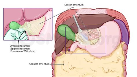 12 Mind-blowing Facts About Lesser Omentum - Facts.net