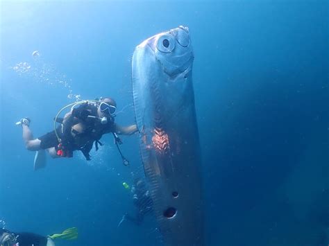 Divers encounter enormous 'doomsday fish' riddled with shark bites