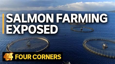 Salmon farming exposed: Does the industry’s ‘green image’ stack up? | Four Corners - YouTube